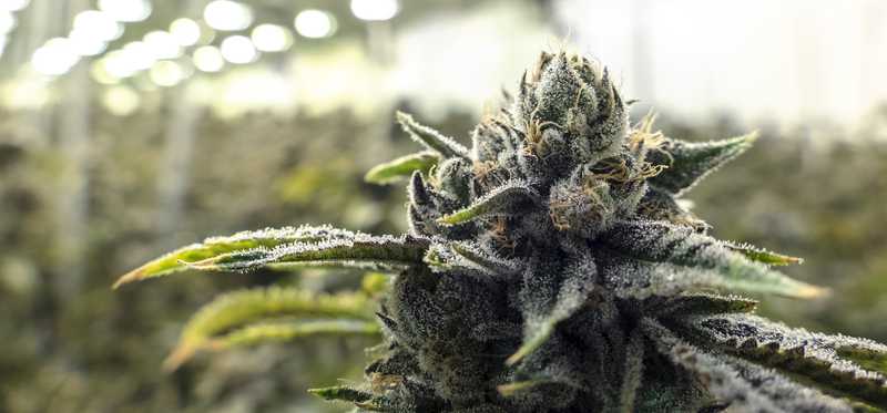 An up-close view of a flowering cannabis plant growing indoors.