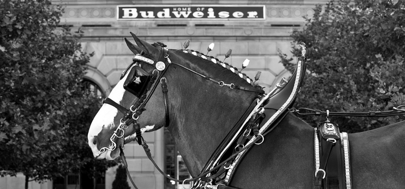 Budweiser ad featuring a clydesdale horse.