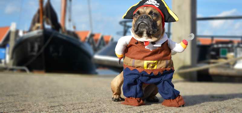 Dog in pirate costume.
