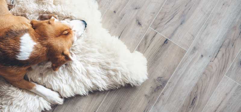 Dog sleeping on sheepskin rug and wood floor.