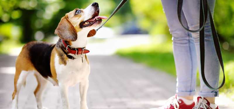 A dog is being walked on a leash.