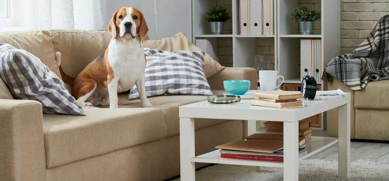 Dog sitting on couch.