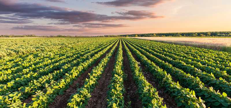 Farmland with rows of crops.
