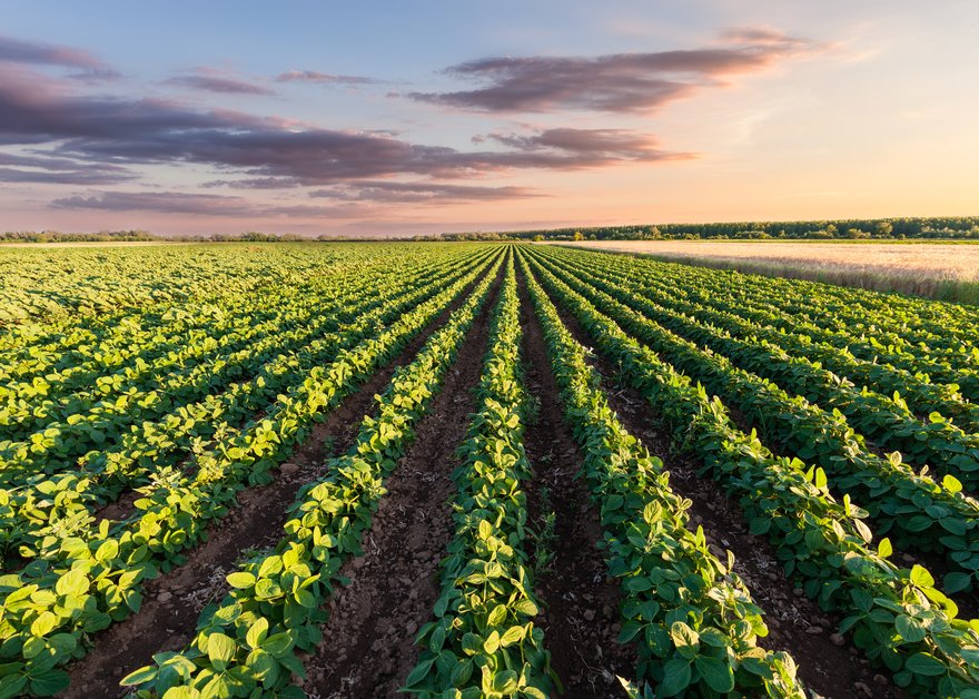 Farmland with rows of crops.