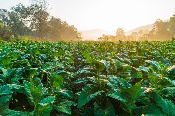 A field of green tobacco plants.