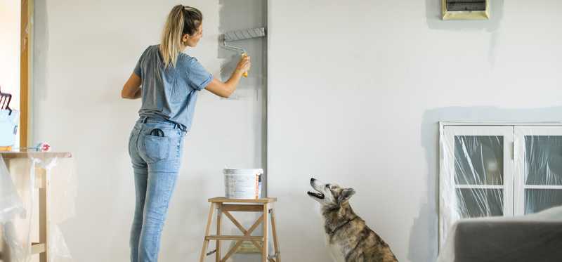 Person painting a wall in their home a neutral color while their dog watches.