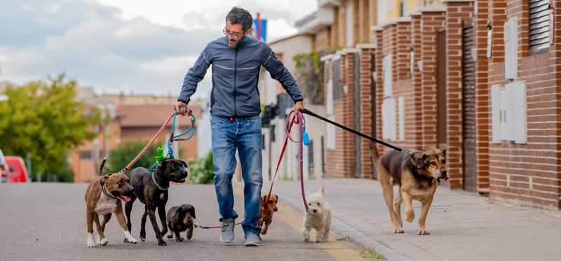 Person walking several dogs on street.
