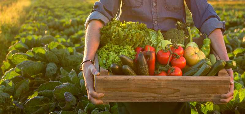 Person holding box of vegetables in field.
