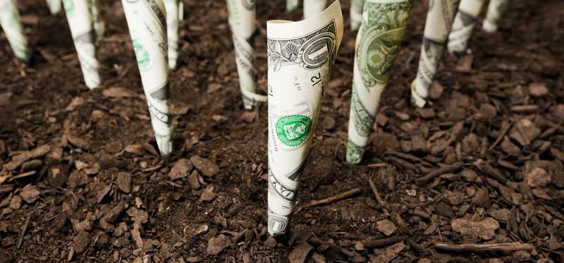 Rolled up dollars seemingly sprouting from the soil.