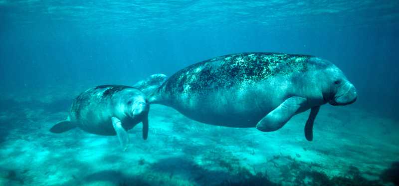 Two manatees swimming.