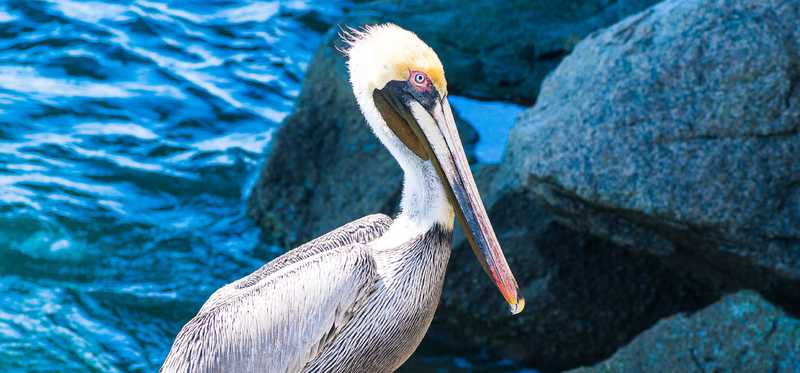 A pelican is shown.