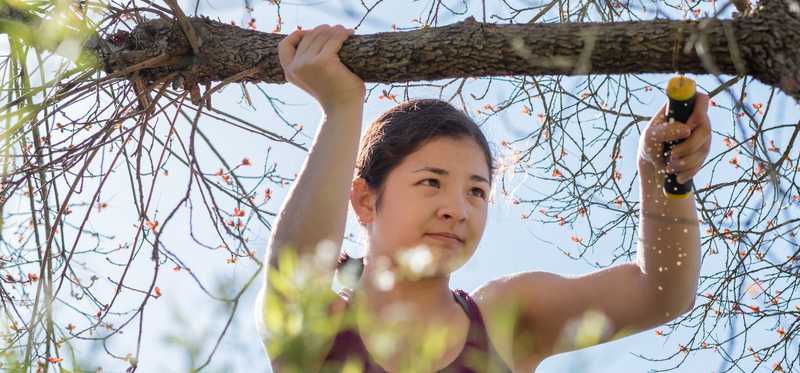 A person pruning a tree.