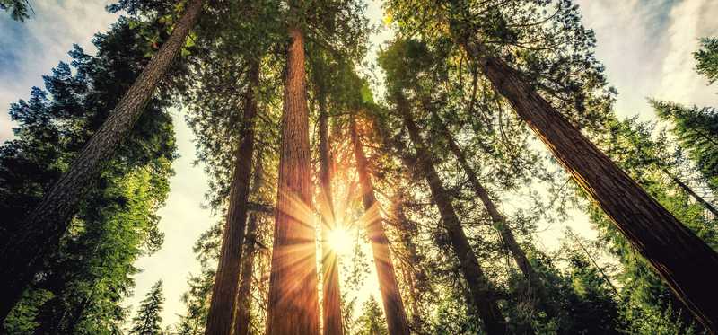 Sunlight through trees in a forest.