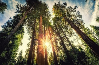 Sunlight through trees in a forest.