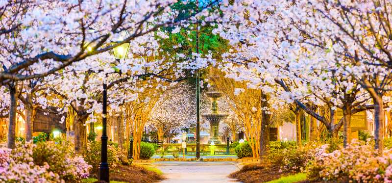 A flowery spring view of Macon, Georgia.