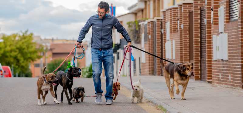 Person walking six dogs.