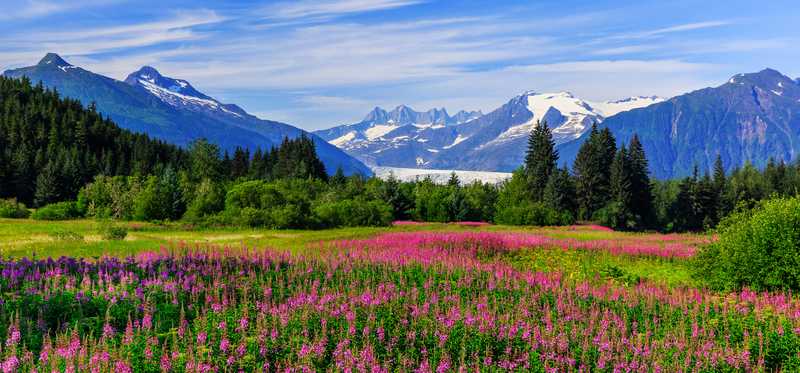 Mendenhall Glacier Viewpoint with fireweed blooming near Juneau, Alaska.