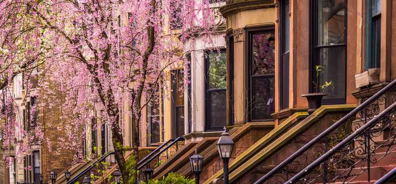 A row of New York City brownstones with a flowering tree in front of one.