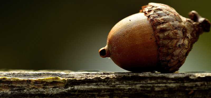 Acorn