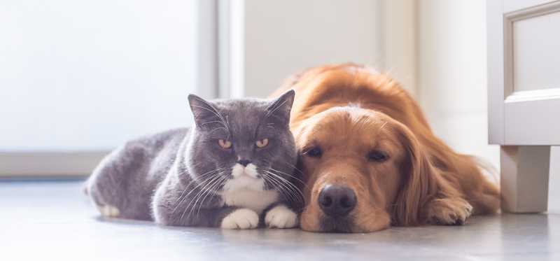 A dog and a cat lie next to each other.