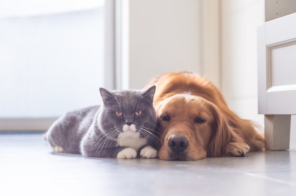 A dog and a cat lie next to each other.