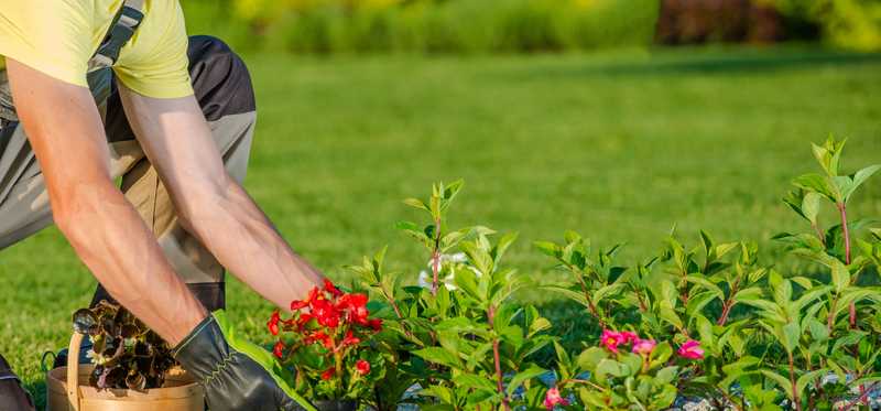 Person planting flowers in a backyard landscape.