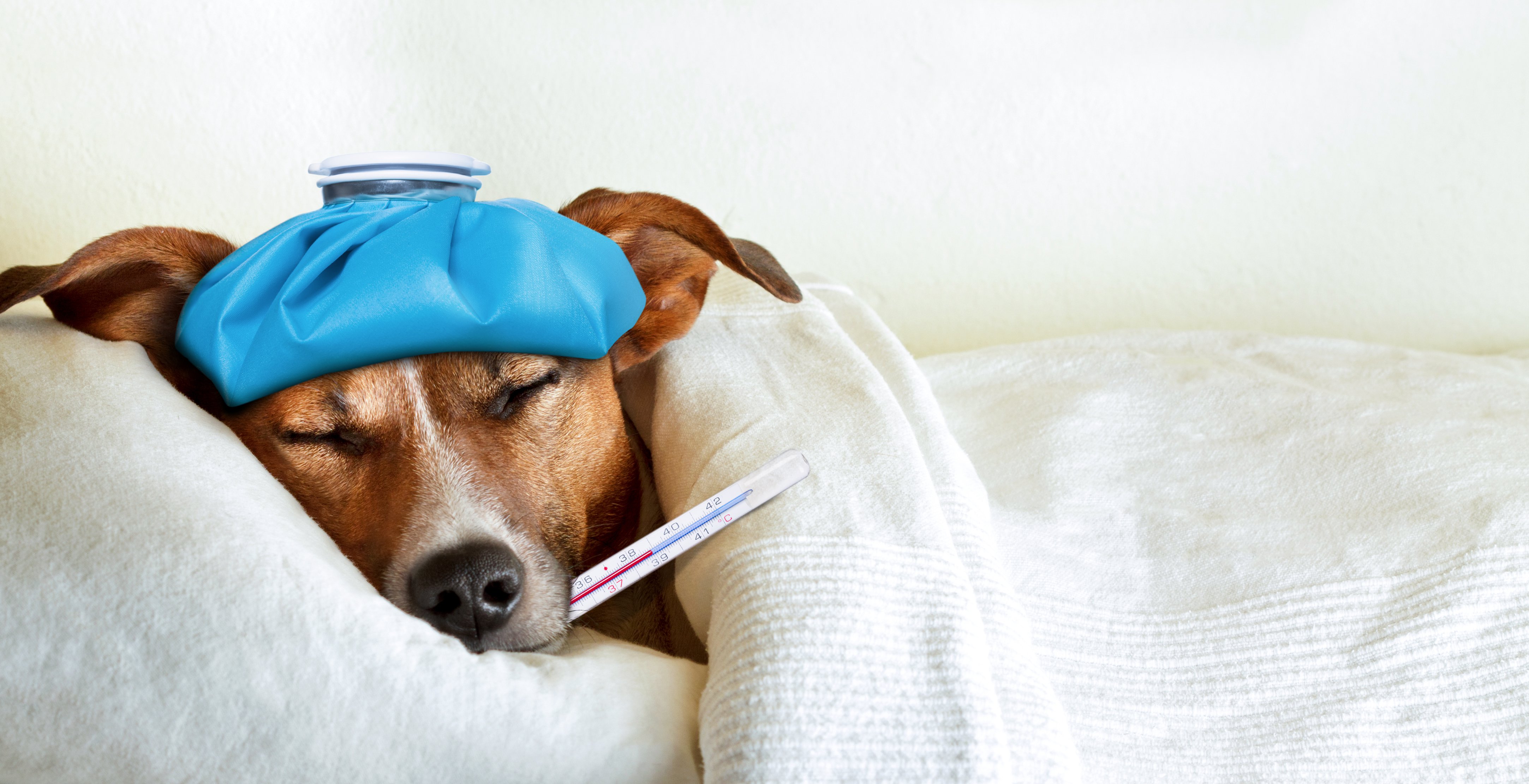 sick-dog-pet-insurance-images