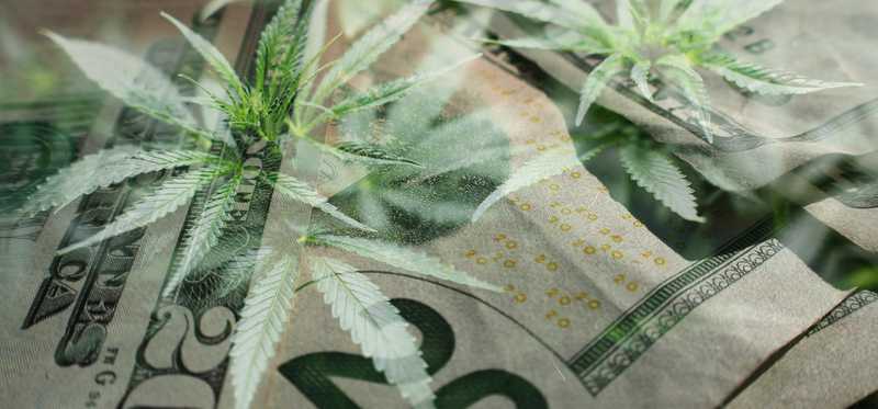 Cannabis leaves overshadowing twenty dollar bills.