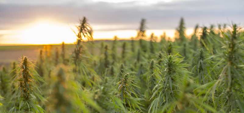 Field of hemp and cannabis plants with sunset in the distance