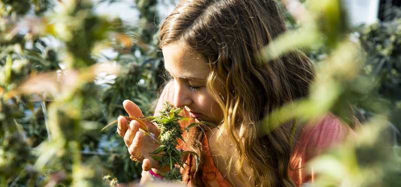 Person smelling a cannabis flower in a cannabis greenhouse.