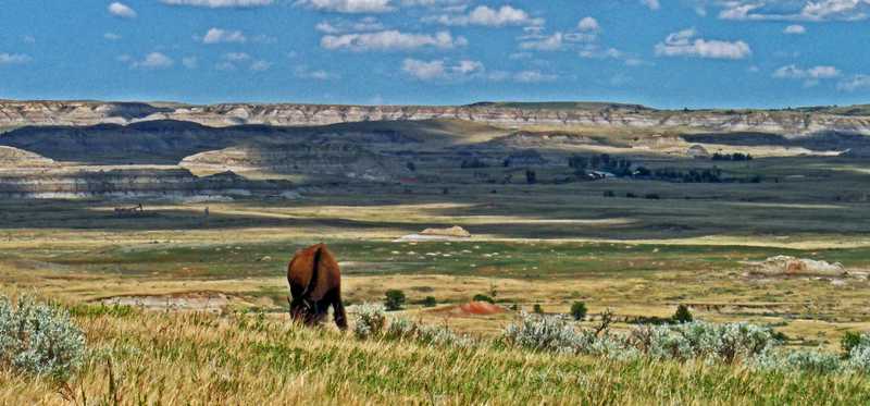 Bison standing in a field.