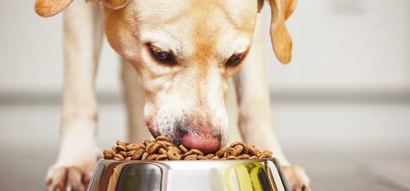 Dog eating food from bowl