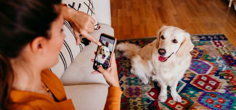 Person sitting in living room and taking picture of dog.