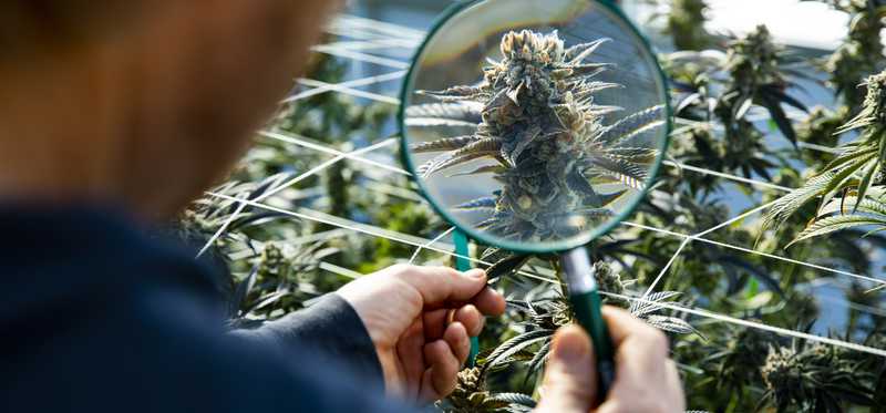 Person holding magnifying glass up to cannabis plant inside dispensary.