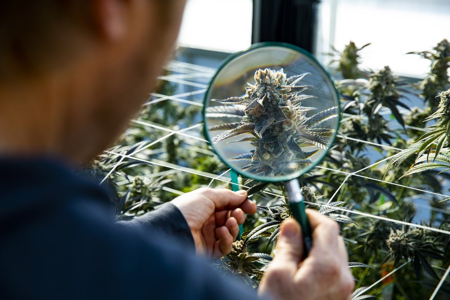Person holding magnifying glass up to cannabis plant inside dispensary.