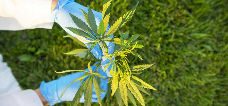 Worker with gloves and lab coat harvesting marijuana plants