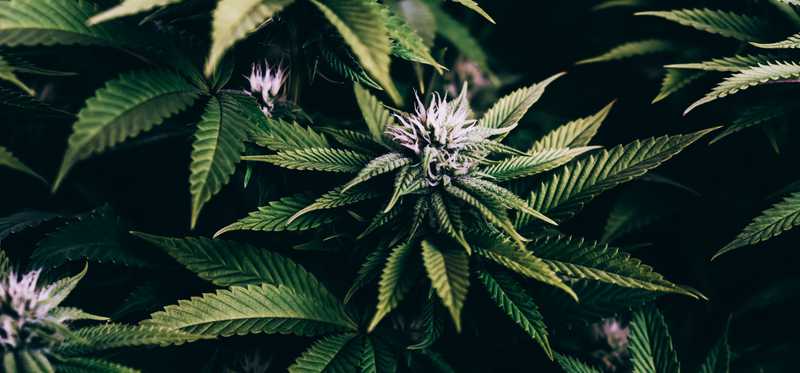 Blossoming marijuana plant