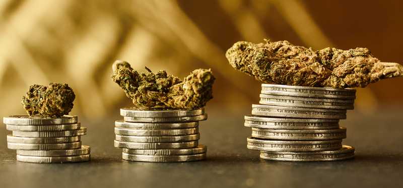 Cannabis on top of stacks of coins.