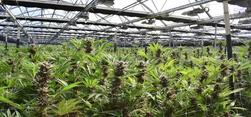 The inside of a cannabis greenhouse.