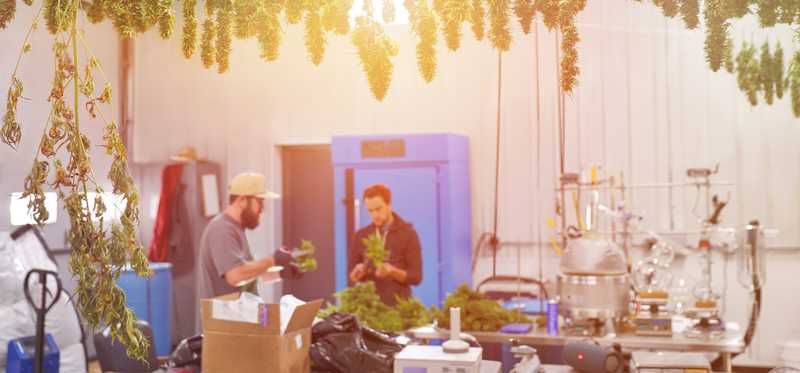 Workers in cannabis dispensary