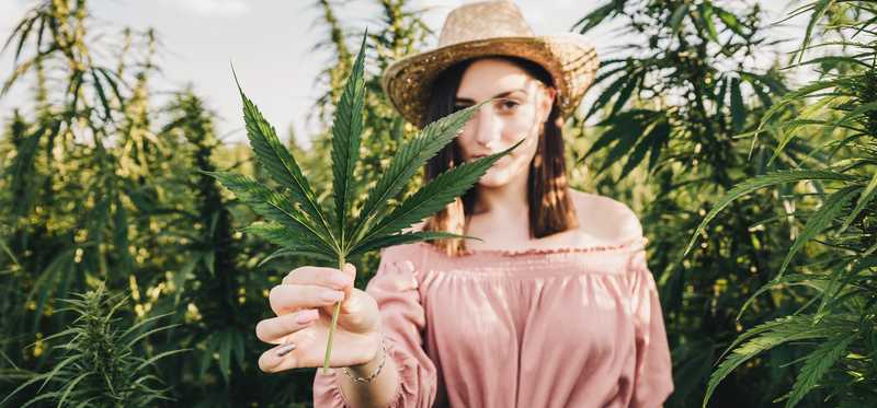 Person holds cannabis leaf in field of marijuana plants.