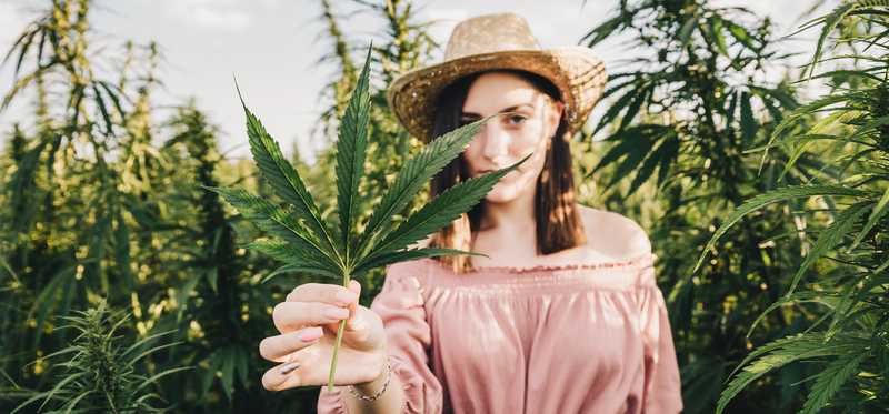 Woman wearing hat and pink blouse holds cannabis leaf in field of marijuana plants.