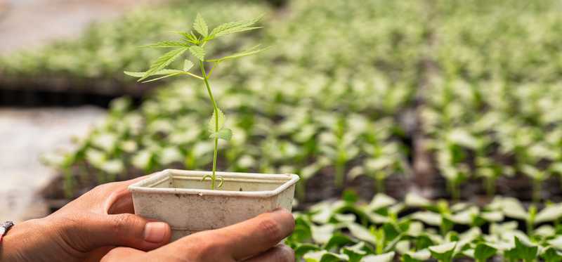 Person holding cannabis plant in large greenhouse.