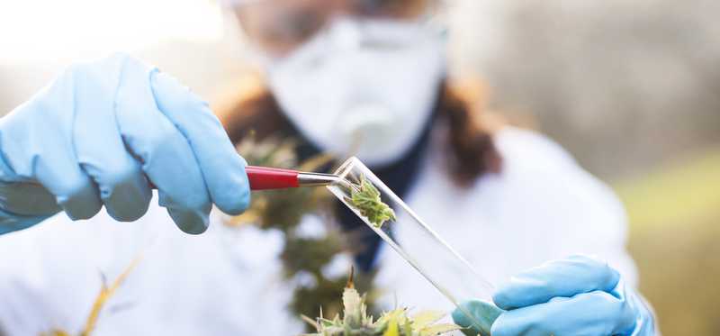 Scientist holding test tube with cannabis.