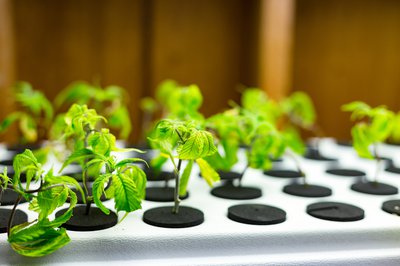 Small marijuana plants growing using hydroponics.