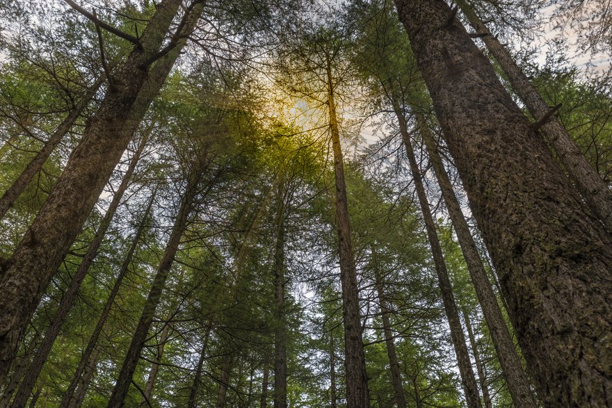 View upward at the sun partially hidden behind the tops of timberland trees.