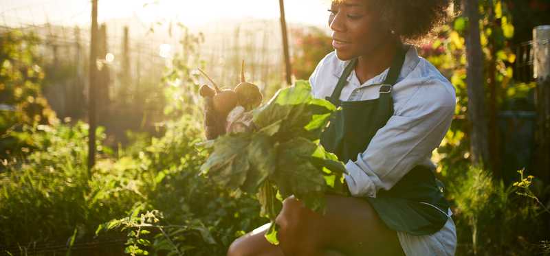Woman holding beets in garden
