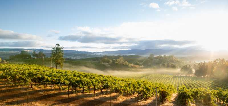 A cloudy mist floating over a California vineyard.