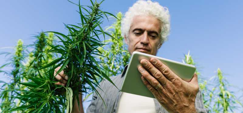 A person stands outdoors holding marijuana plant and a notebook.