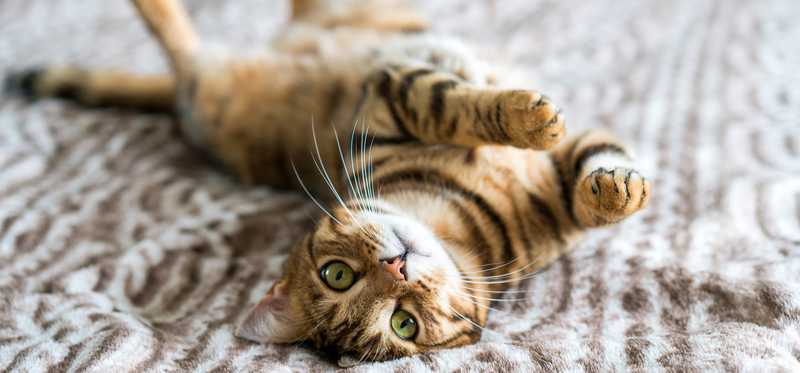 Cat rolling on its back